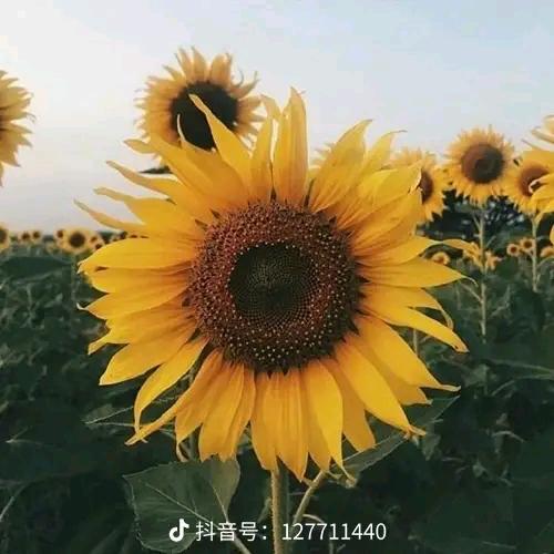 向日葵🌻