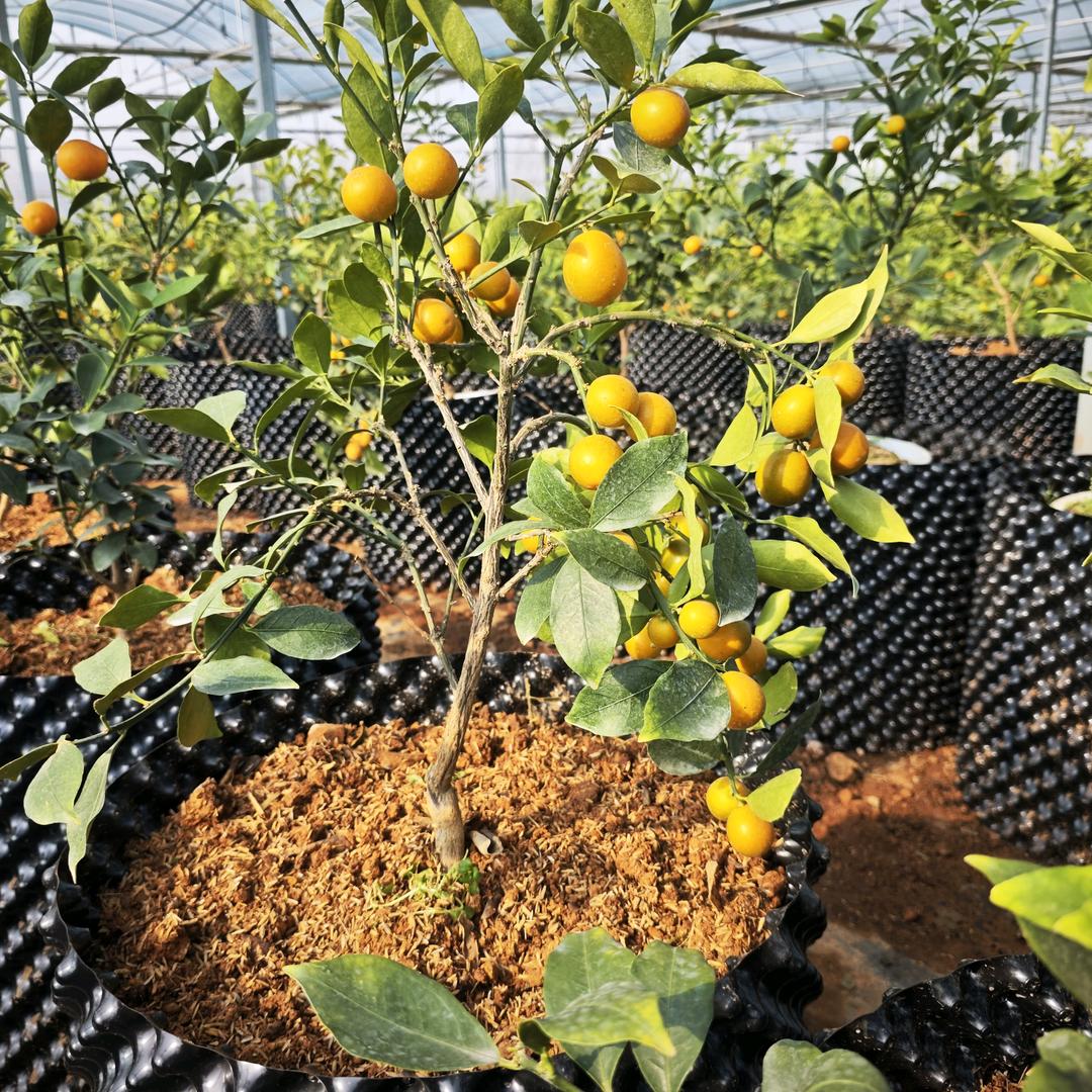 三子农业果苗种植