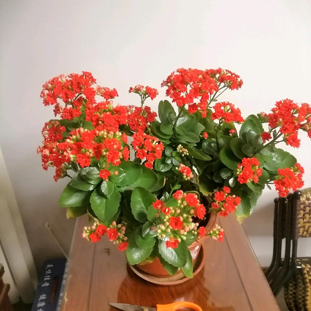 夕阳无限好。🍎🍓🍇🌹