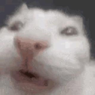理科糕手