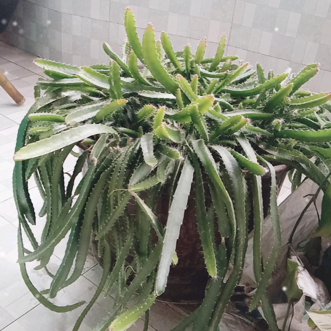 菊姐