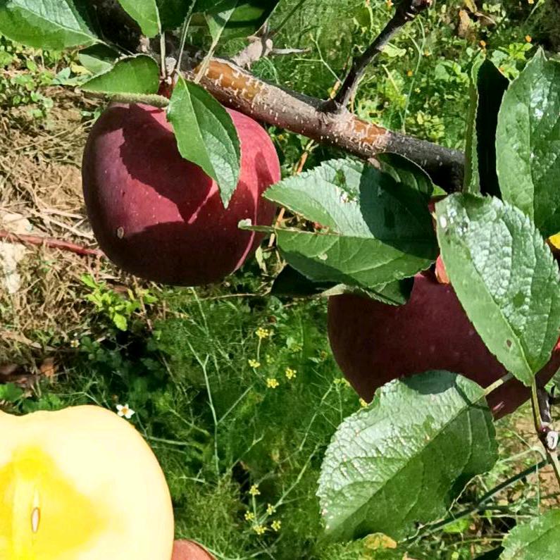 昭通苹果家园种植