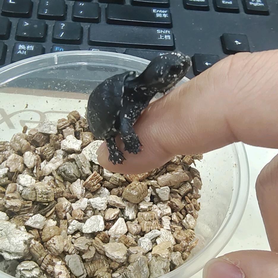 激萌日常～龟宠