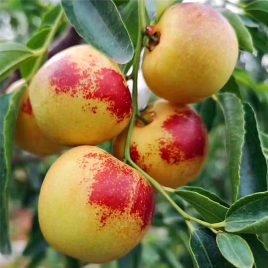 流芷飞飞狭果树苗木专卖店