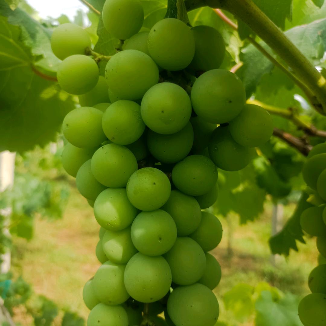 青草镇沙铺村百味园农场西乡姐