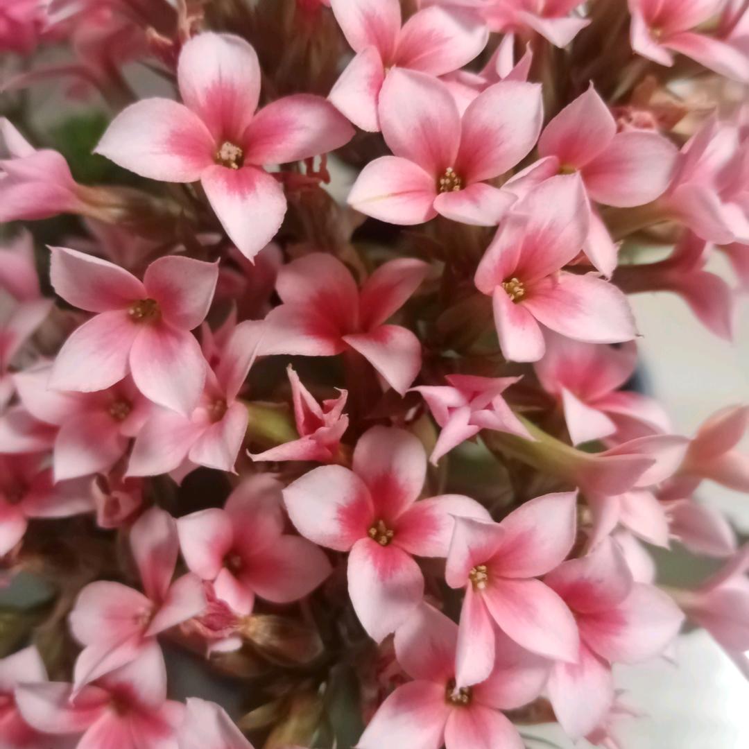 小小草