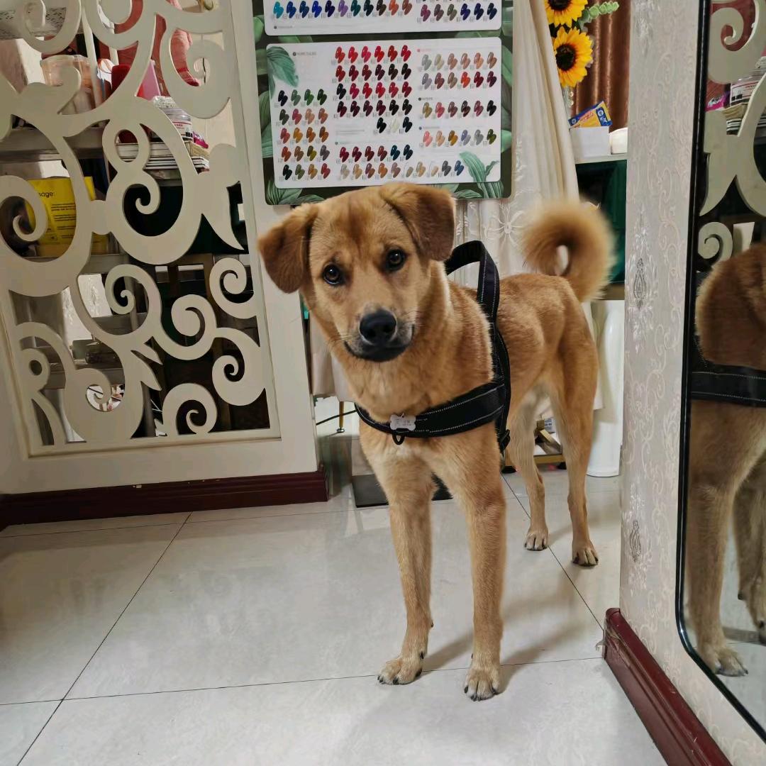 我家土狗哥（十月）