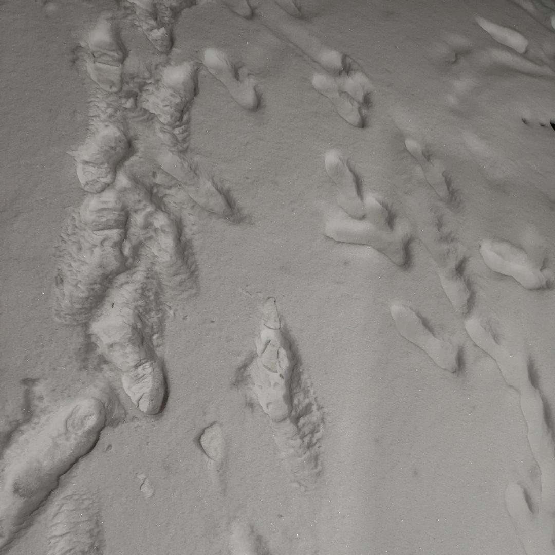 雪