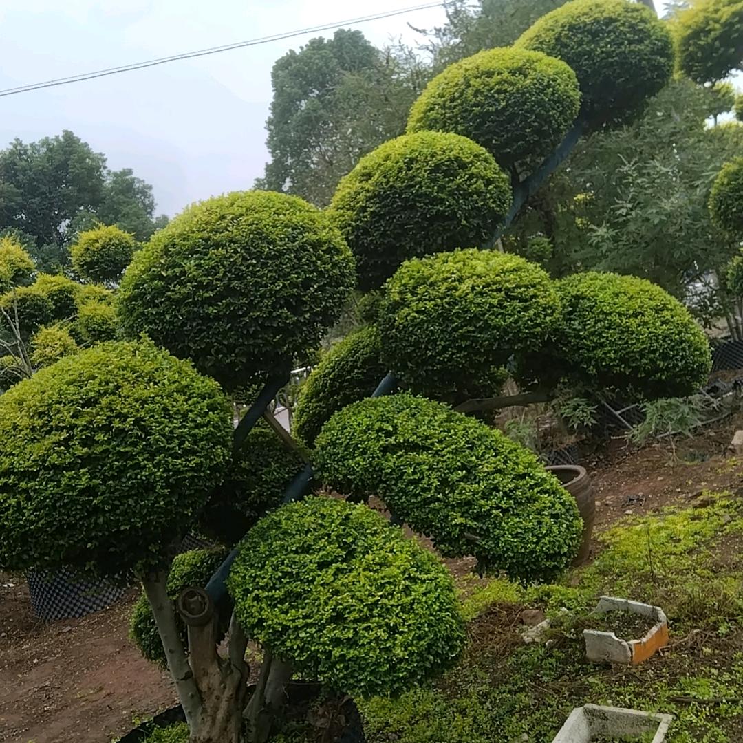 王哥亮晶批发