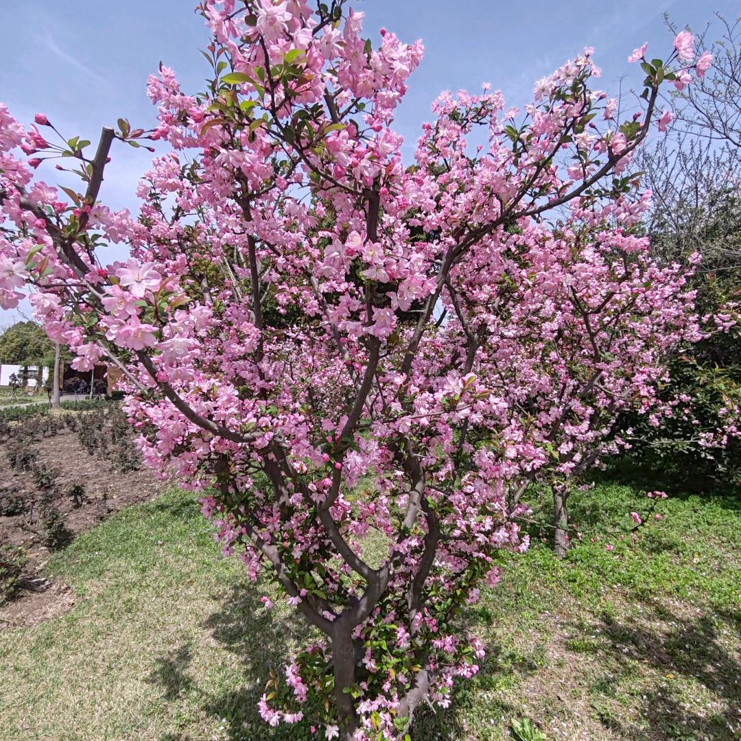 梅花。