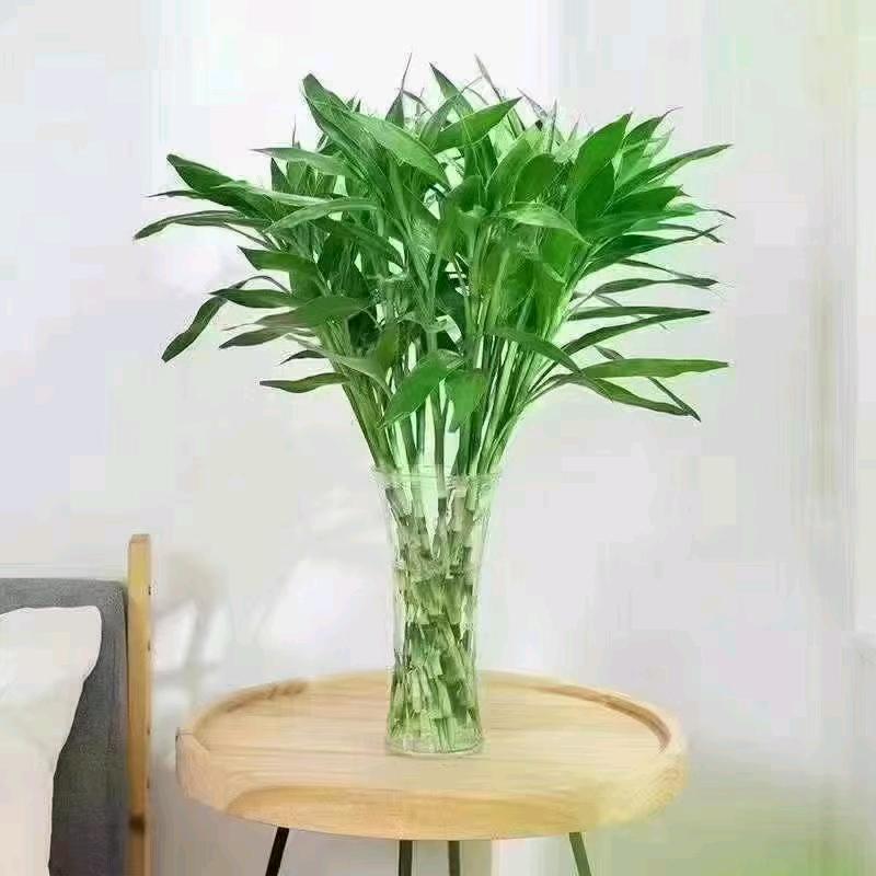栀子花开_