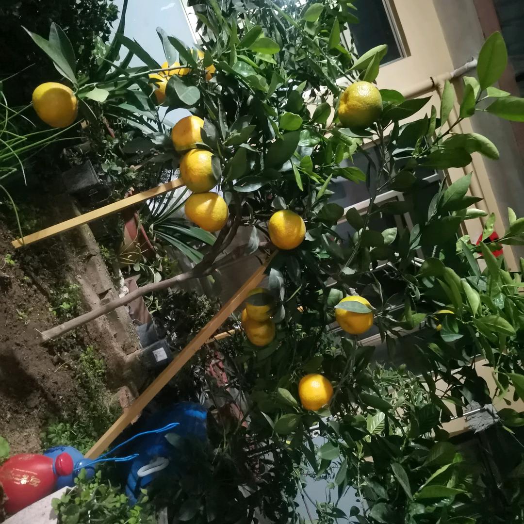 用户2656312757081平安一生