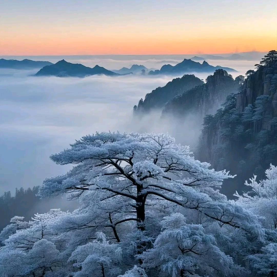 剪秋