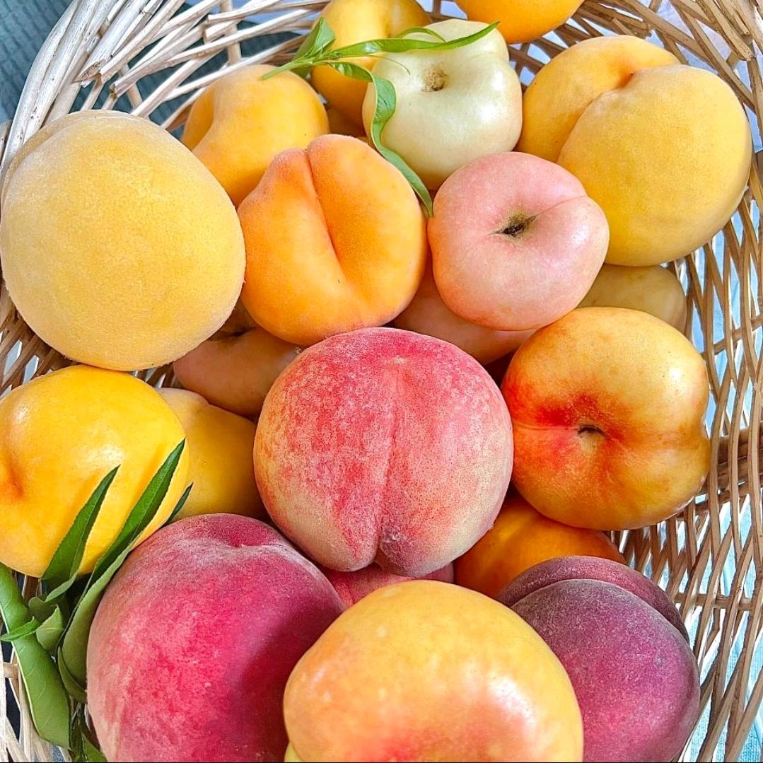 桃园日记🍑🍑