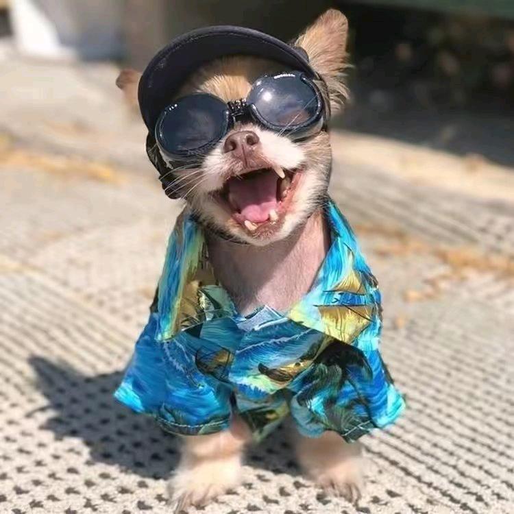 人生要开心一点🦓