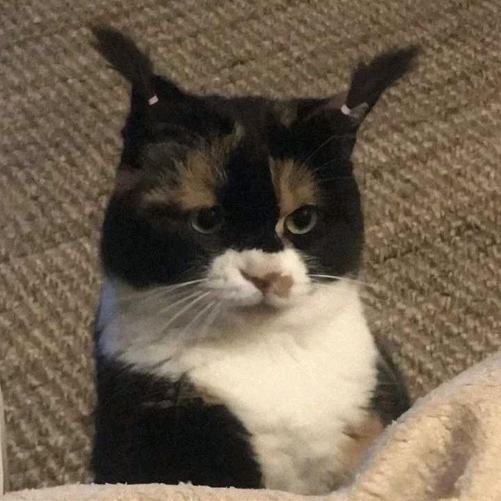 昕.