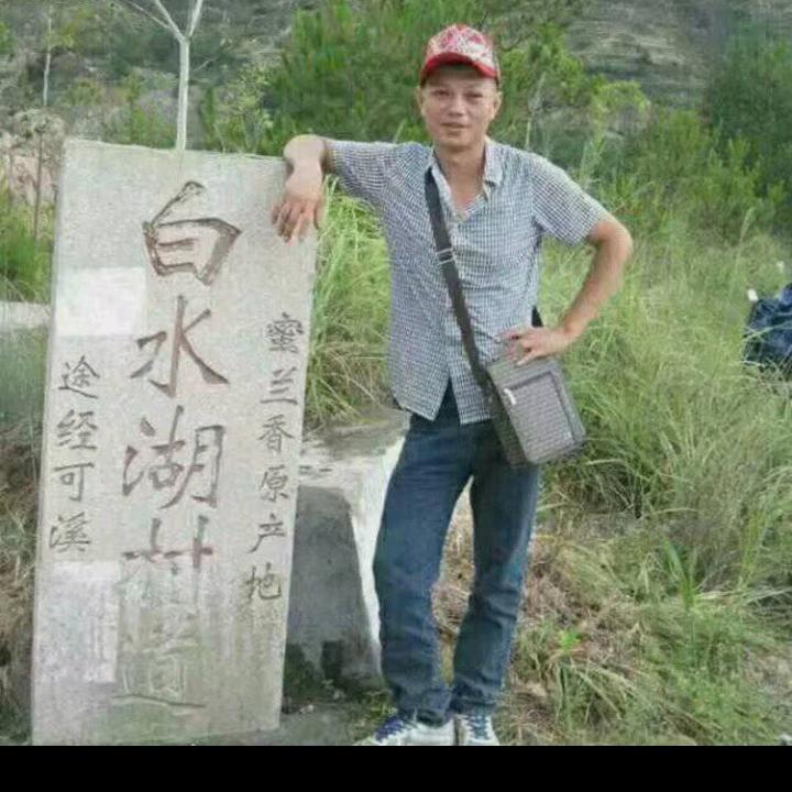 凤凰单丛茶