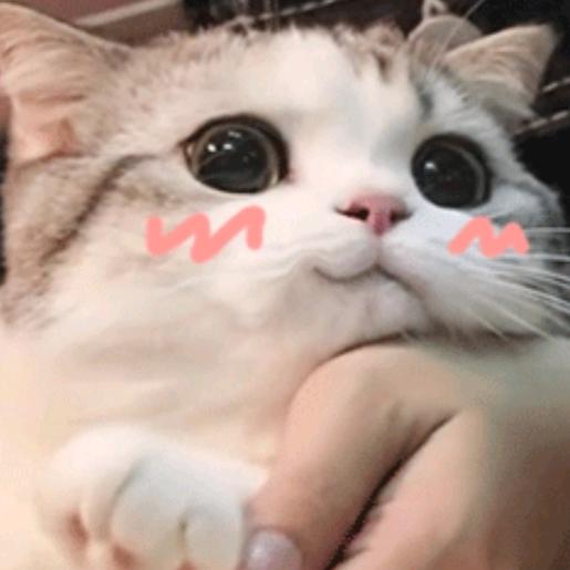 不懂猫猫嘴的有难了