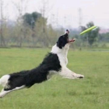 爱玩狗爱唱歌的我