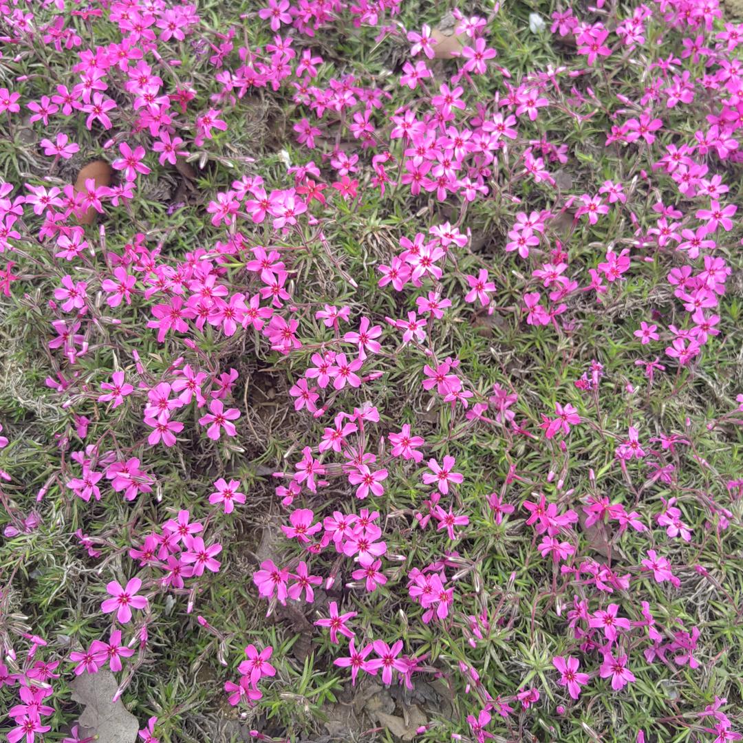 小白杨