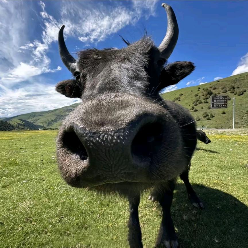 甜桃🍑（人生若只如初见）