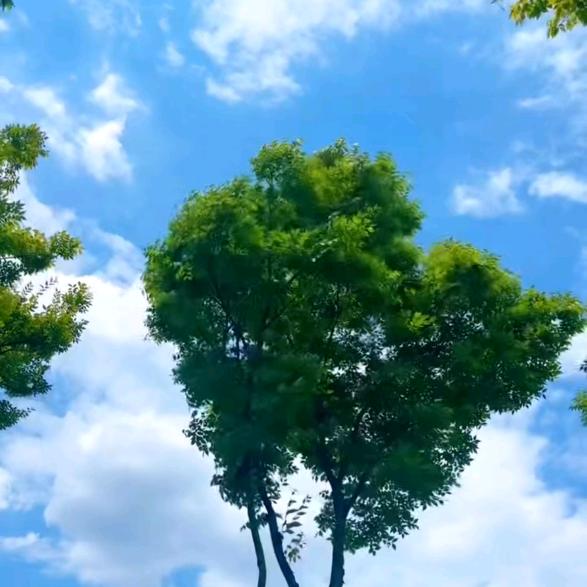 ᑋᵉᑊᑊᵒ ᵕ̈