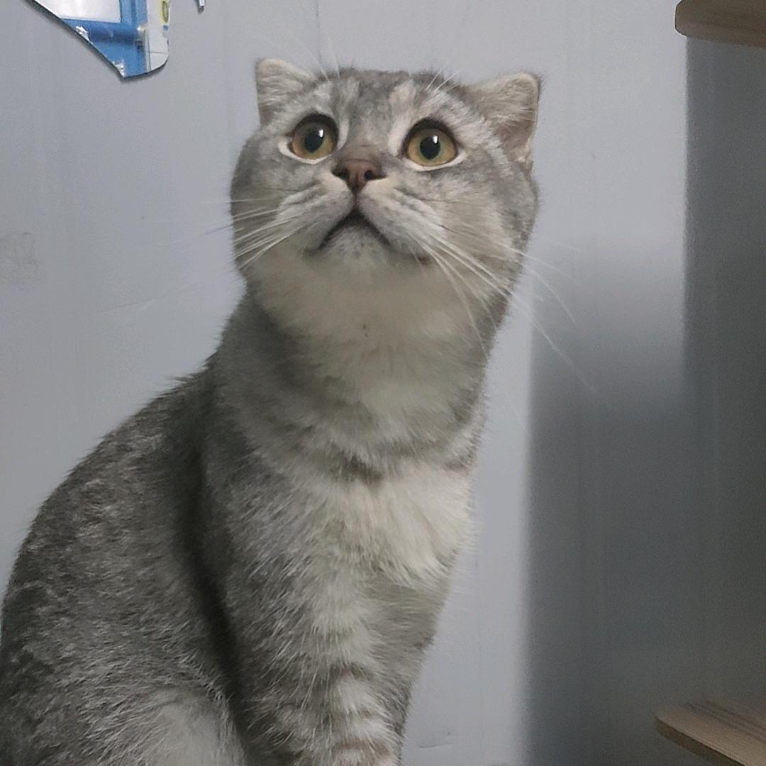 小郭的猫舍