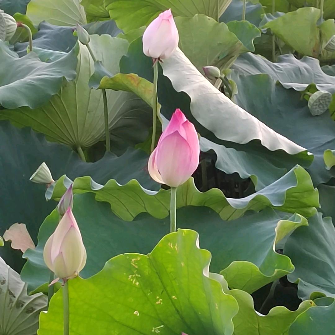 遇见1C