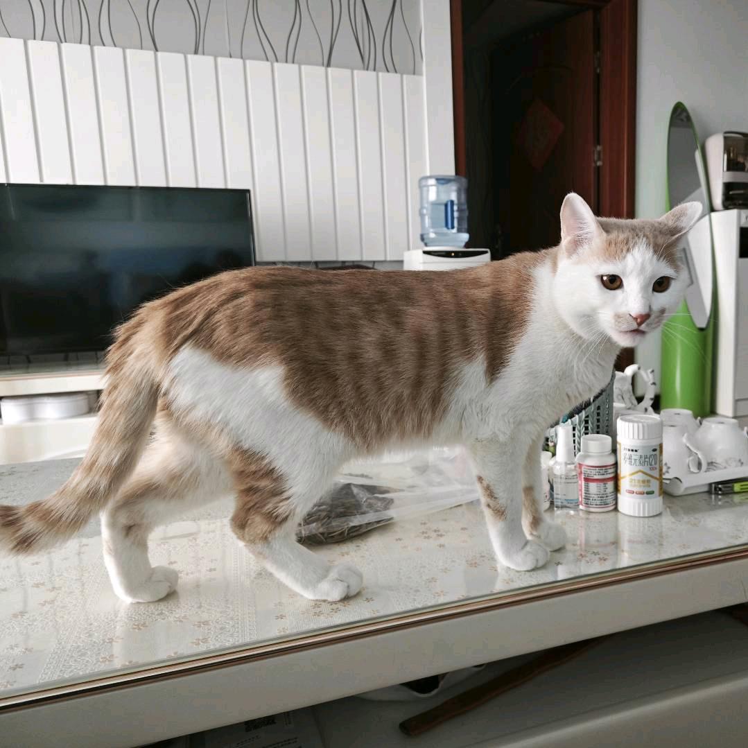 北漂·直隶总督