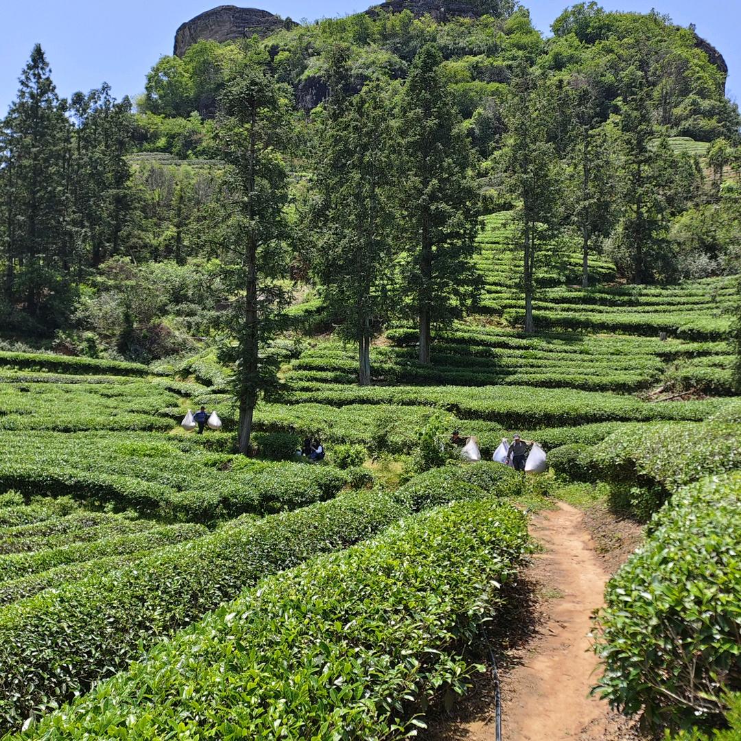 武夷山松竹之韵