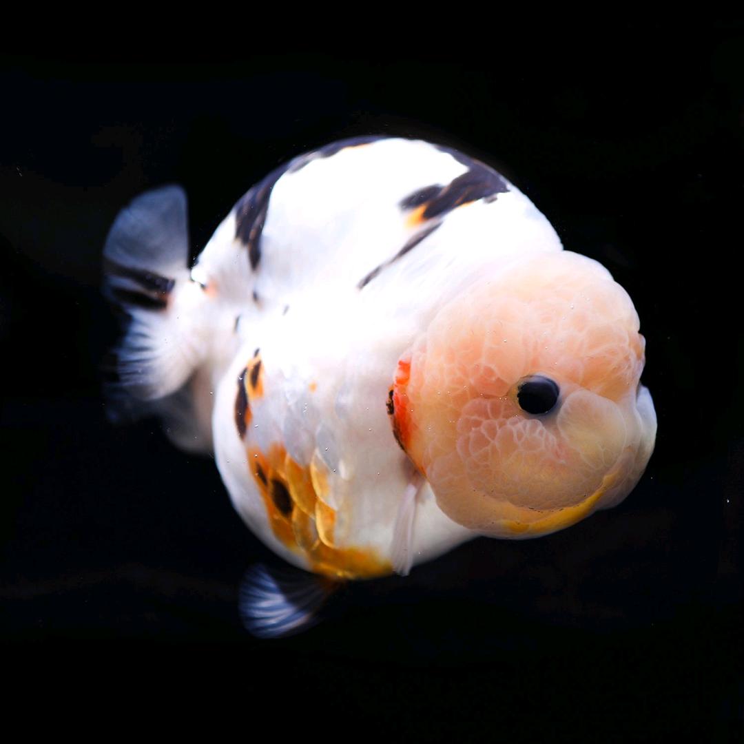 锦绣观赏鱼
