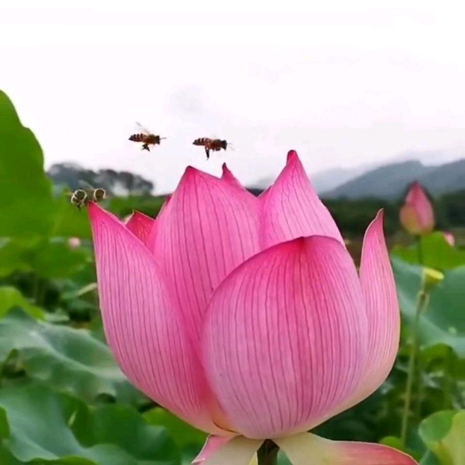 luogang