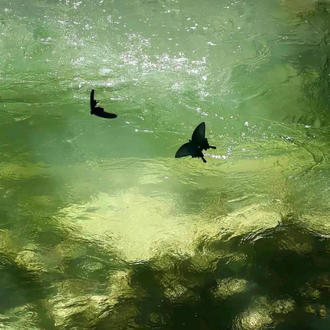 落叶斩不断相思