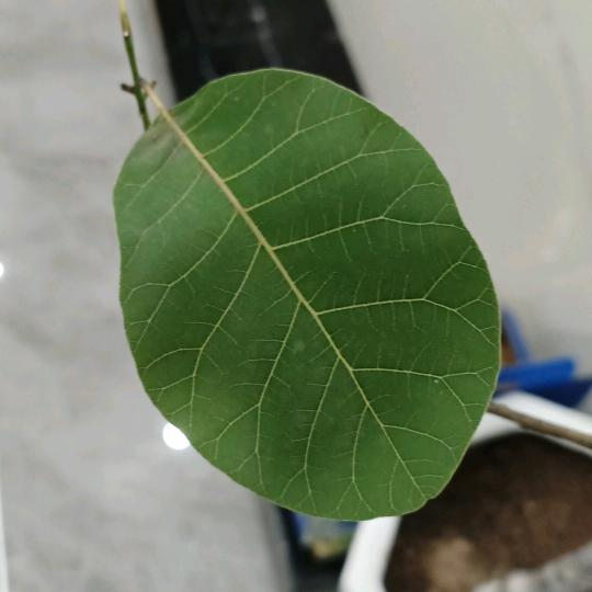 逆✔鳞