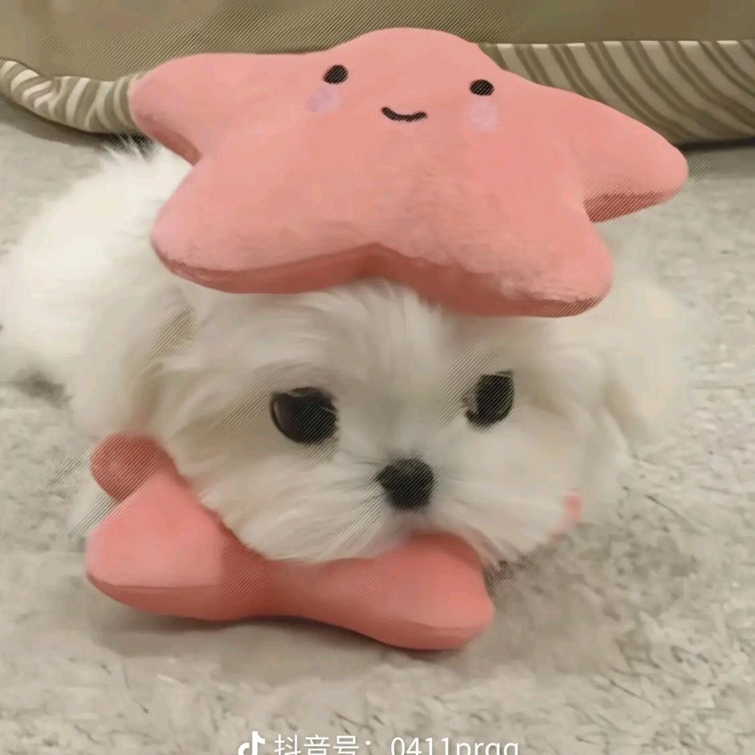 豆苺