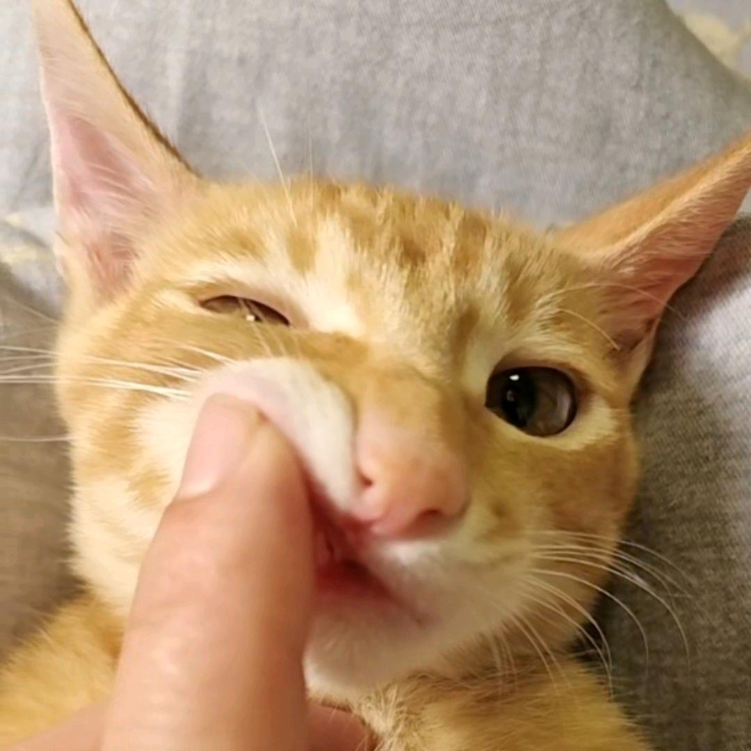 初八的成长日记