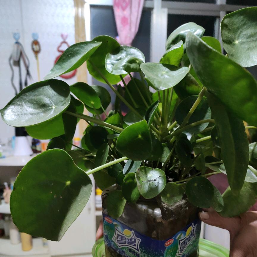 美好未来