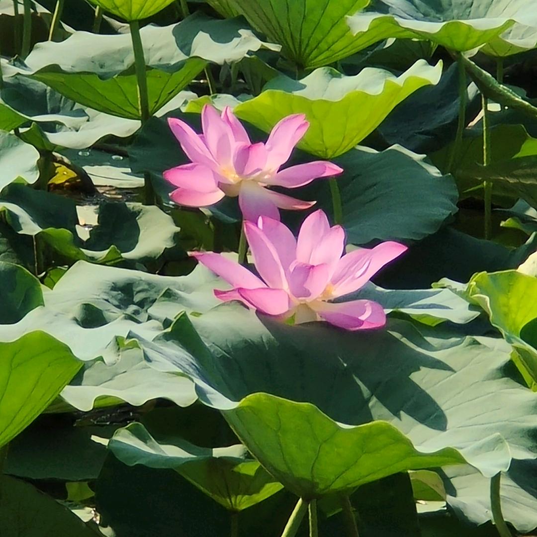 一路生花...