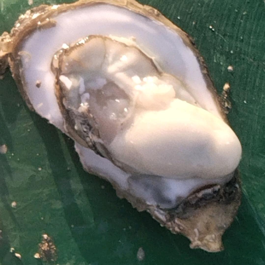 野生蚝批发