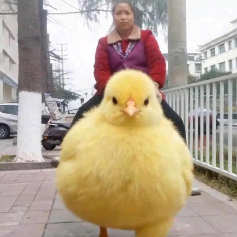 山🐒昭🐇情🐈缘（徐）