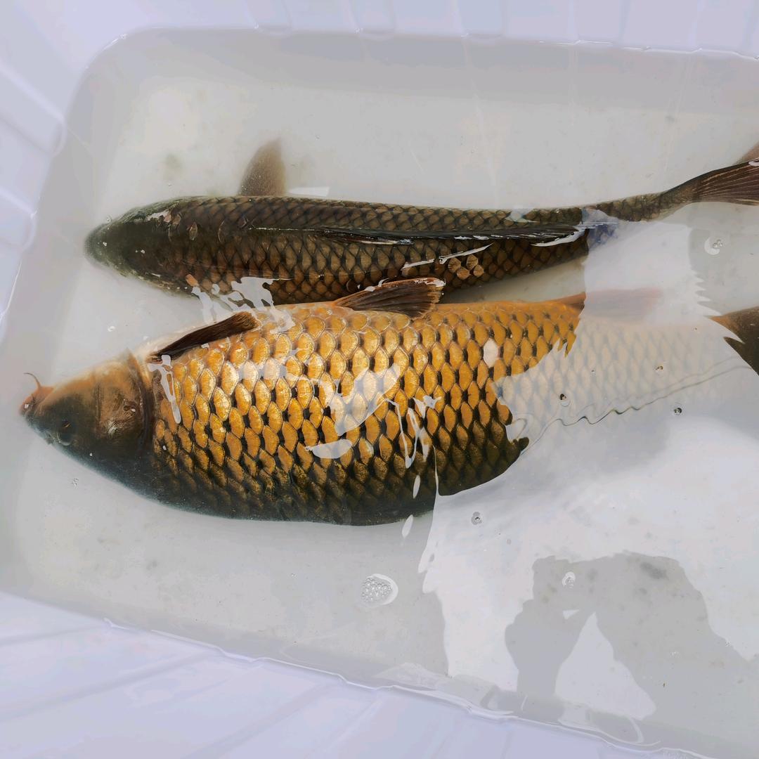 陈哥
