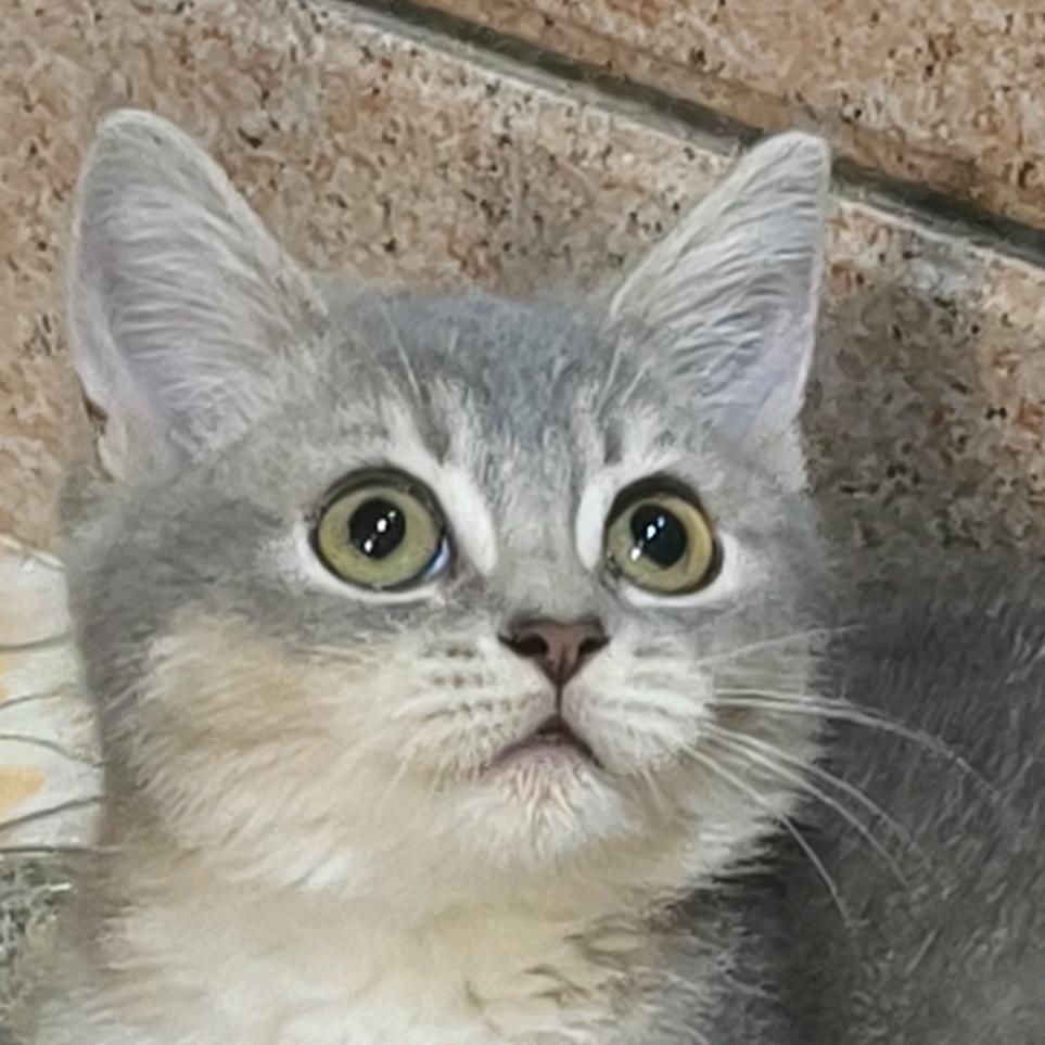 绿豆沙
