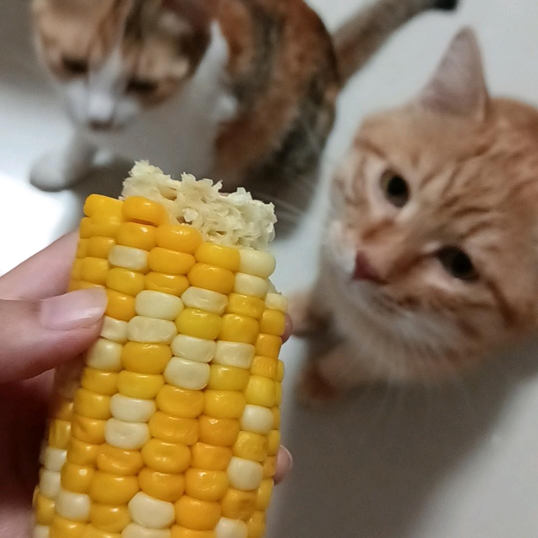 财财是只猫