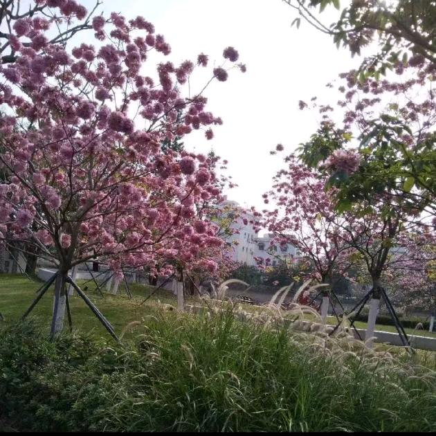 /🥀余生随心💐