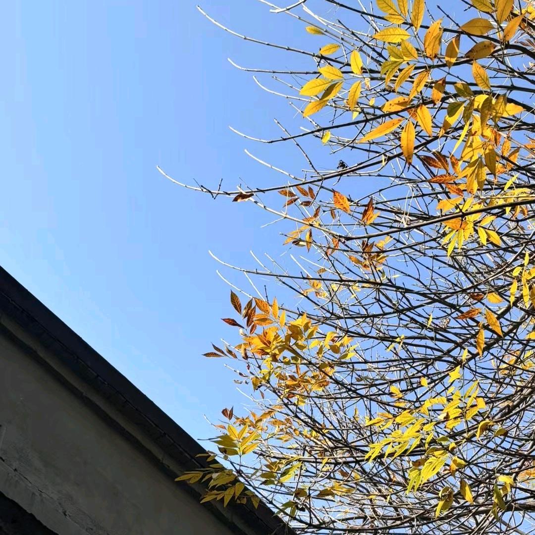 池上行头像