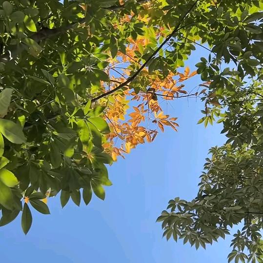 蝴蝶迷