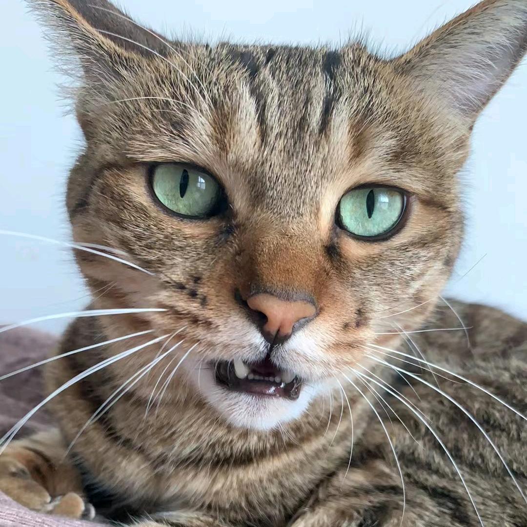 安心猫🌔