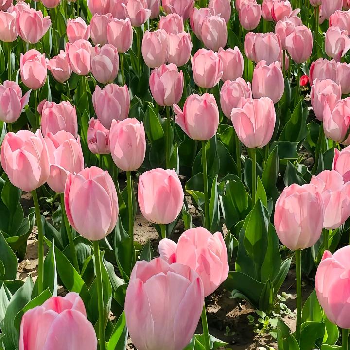 滕柑雁机械优品