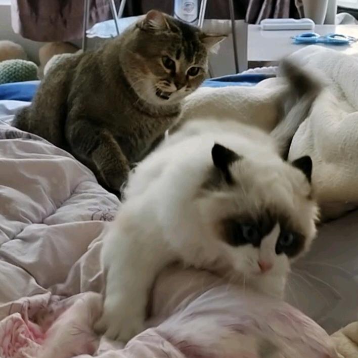 壹鱼余