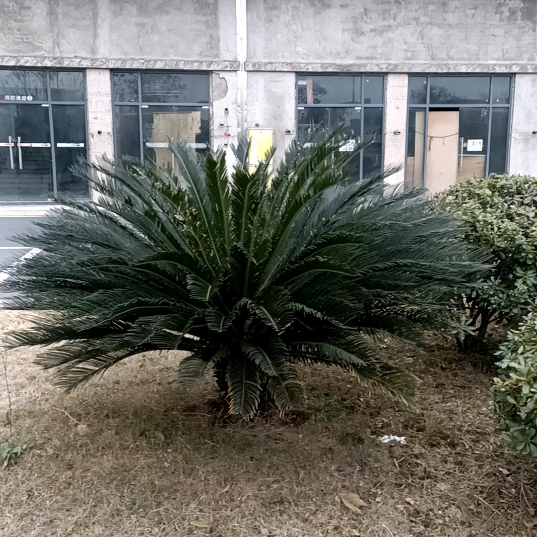 澧县铂冠瓷砖批发田哥